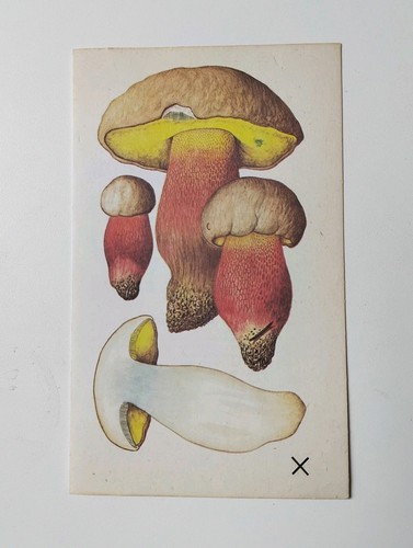 Vintage mushroom fungi book - mushroom,