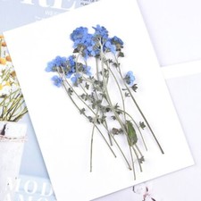 Natural Dried Flowers