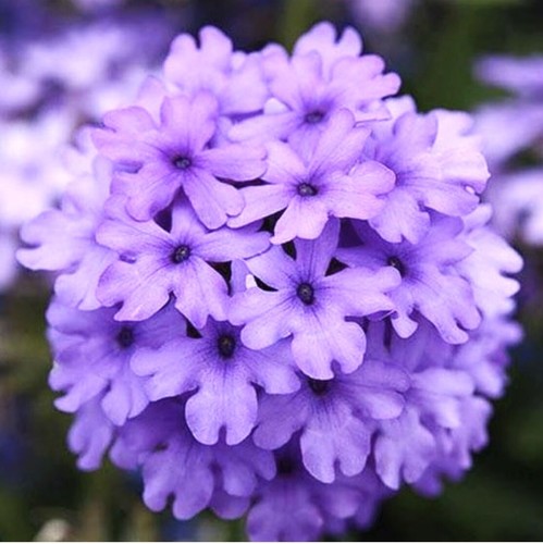 Verbena lilac trailing - lilac,