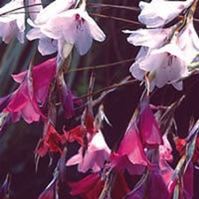 DIERAMA SPECIES MIXED RARE SEEDS Angels' Fishing-Rods 10 SEEDS