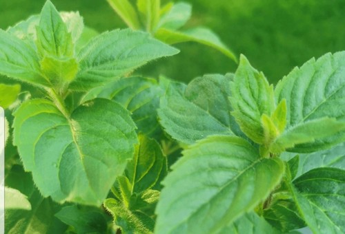 Mint lemon herb plant mentha - ,