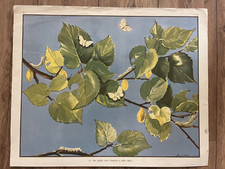 Eileen Soper Vintage School