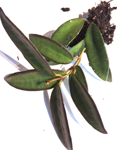 Hoya rosita hybrid - rosita,,