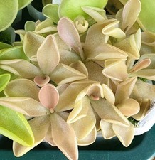 Pinguicula Pirouette 