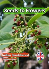 INDIAN SANDALWOOD - SANTALUM ALBUM - AROMATIC MEDICINAL TREE SHRUB - 10 SEEDS
