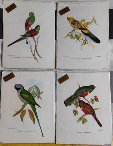 Antique vintage prints - vintage,