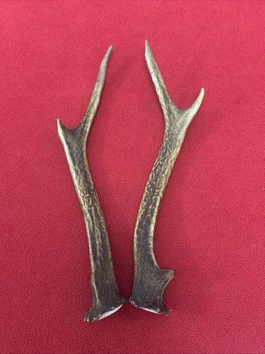 Pair sika deer antlers - pair,