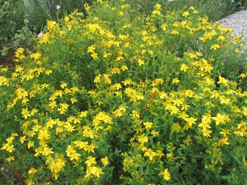 John wort herb - st, john's