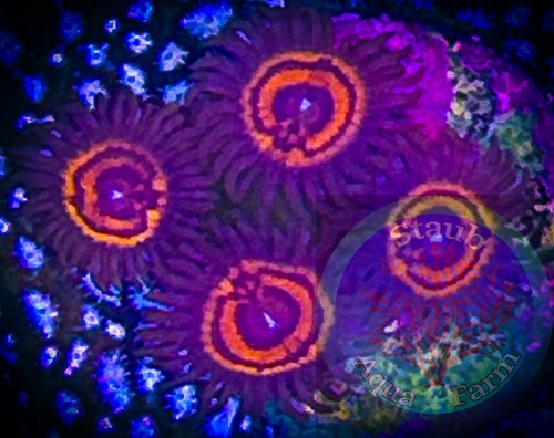 Saf twizzler zoanthid - zoanthid, coral