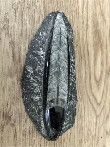 Orthoceras fossil - orthoceras,
