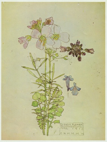 Cuckoo flower chiddingstone - flower,