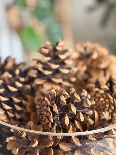 Natural fir pine - natural,