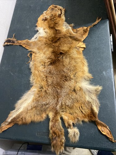 Fox skin fur pelts soft - 1x,