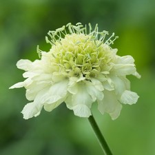 Cephalaria gigantea - Giant