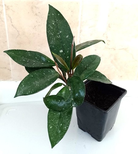 Hoya carnosa wax plant - carnosa,