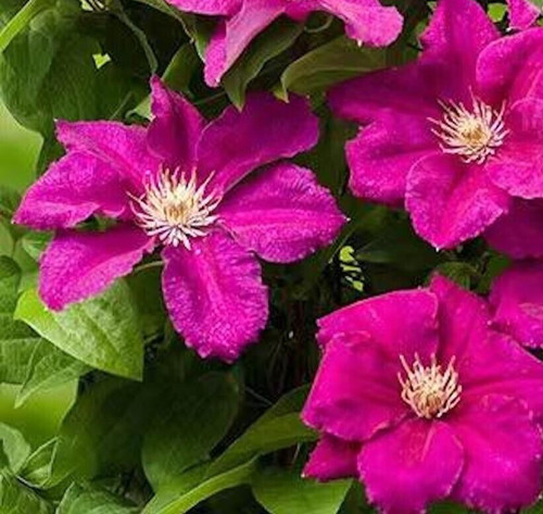 Seeds for magenta pink - seeds,