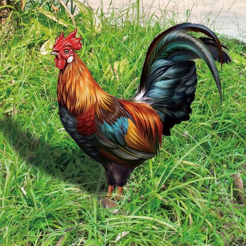 Rooster hen animals stakes - animals,