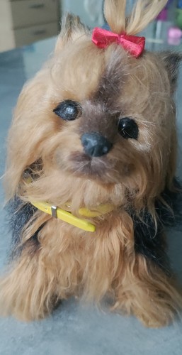 Home clearance puppy - ,