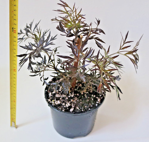 Elderberry tree sambucus nigra - elderberry,