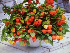 Chinese Lantern Plant Physalis alkekengi 1 x 13 cm Pot