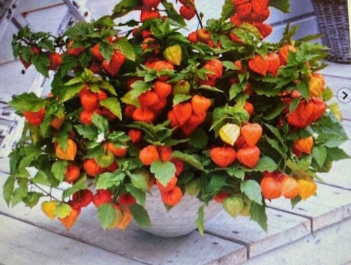 Chinese lantern plant physalis - lantern,