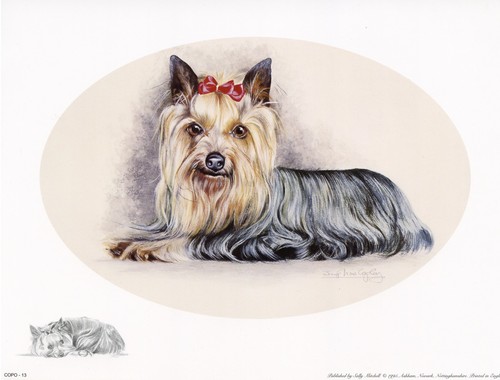Yorkshire terrier yorkie dog - yorkshire,