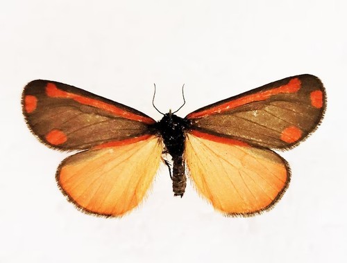 Cinnabar moth tyria - –,