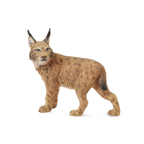 Collecta lynx - collecta,