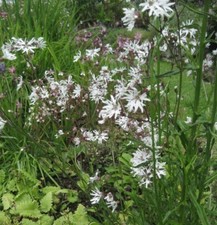 100 white ragged robin - white,