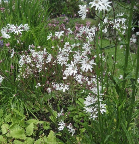100 white ragged robin - 100,