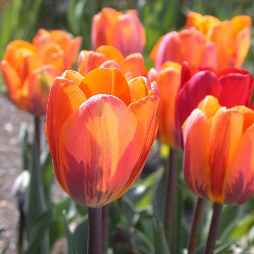 Tulip bulb princess irene - bulb,