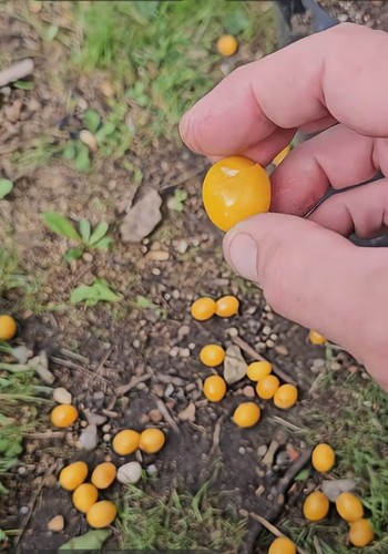 Yellow cherry plum - tree, 2-3ft