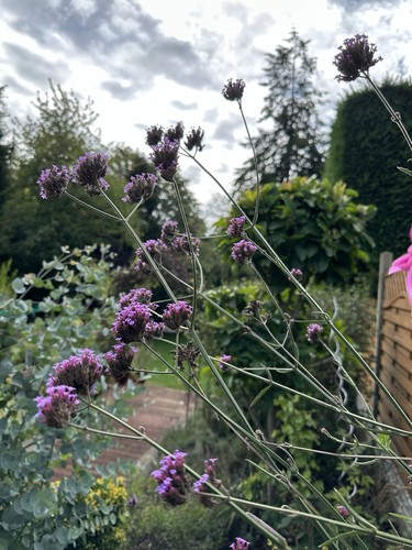 Hardy verbena purple flowering - purple,