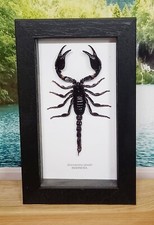 real framed scorpion, original