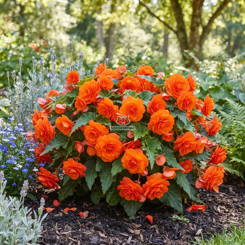 Begonia tuberous double - begonia,