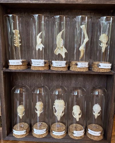 Skull jaw and - skull, ,