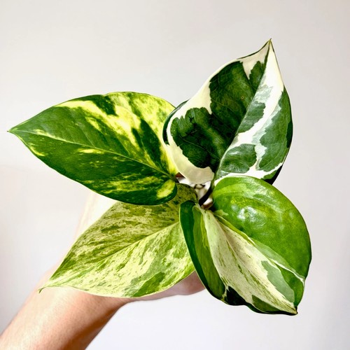 Variegated cutting mix - 4, |