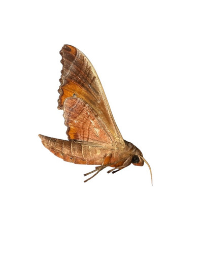Unidentified thai sphinx moth - thai,