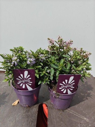 Hebe pink purple - hebe, 1x