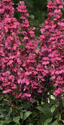 Lobelia starship - lobelia,