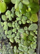 15 dwarf water lettuce live aquarium floating plants- helps prevent algae