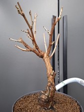 chunky wisteria Bonsai Tree