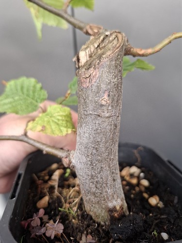 Chunky shohin hornbeam - chunky,