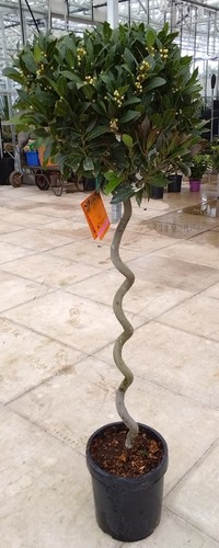 Laurus nobilis bay tree - bay, tree"