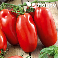 TOMATO SCATOLONE 3 - 80 SEEDS - TOMATO SEEDS ITALIAN HEIRLOOM Vegetable seeds
