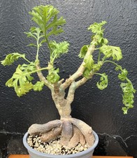 Pelargonium Carnosum with Huge