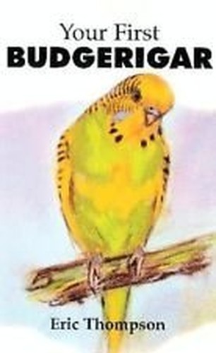 Your first budgerigar - your,