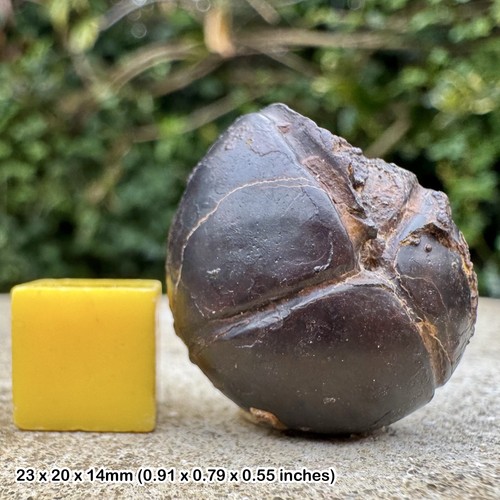 Agathiceras fossil - agathiceras, sp.