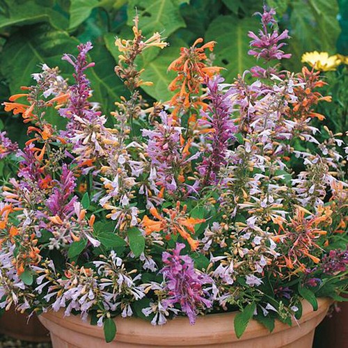 Thompson morgan agastache - thompson, &