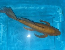 17inch GOLDEN BUTTERFLY CHAGOI